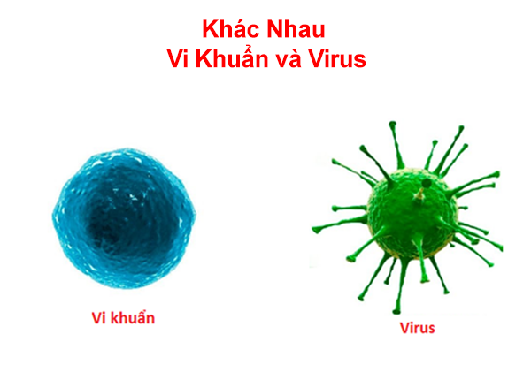 Sự khác biệt giữa vi khuẩn và virus
